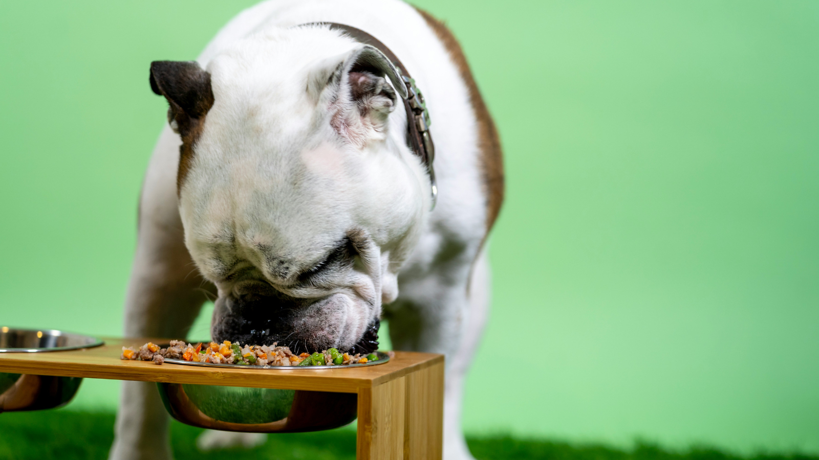 Smart Feeding Service - Nysea Dogs